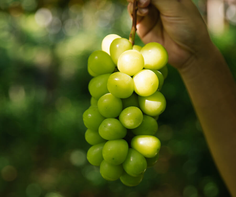 AKIYAMA GRAPE FARMERSのシャインマスカット